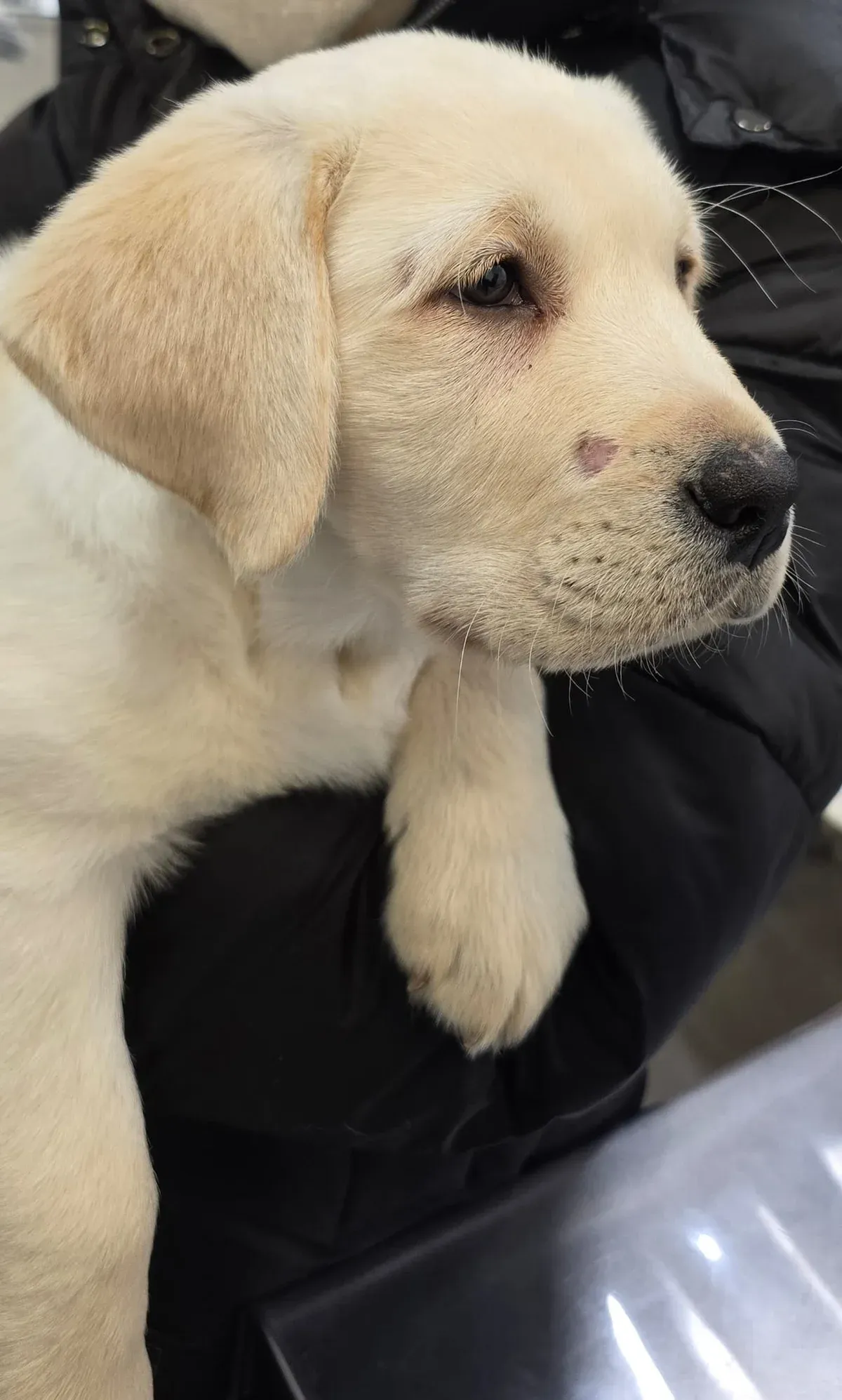 A puppy during a visit at Badavet