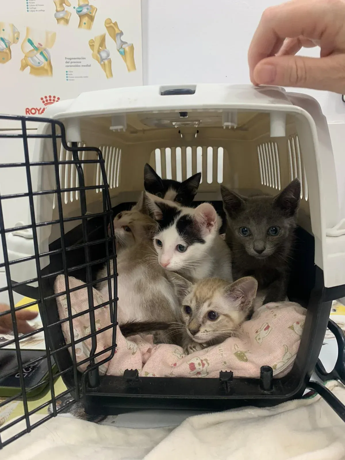 A litter of kittens peeking out of a carrier door at Badavet