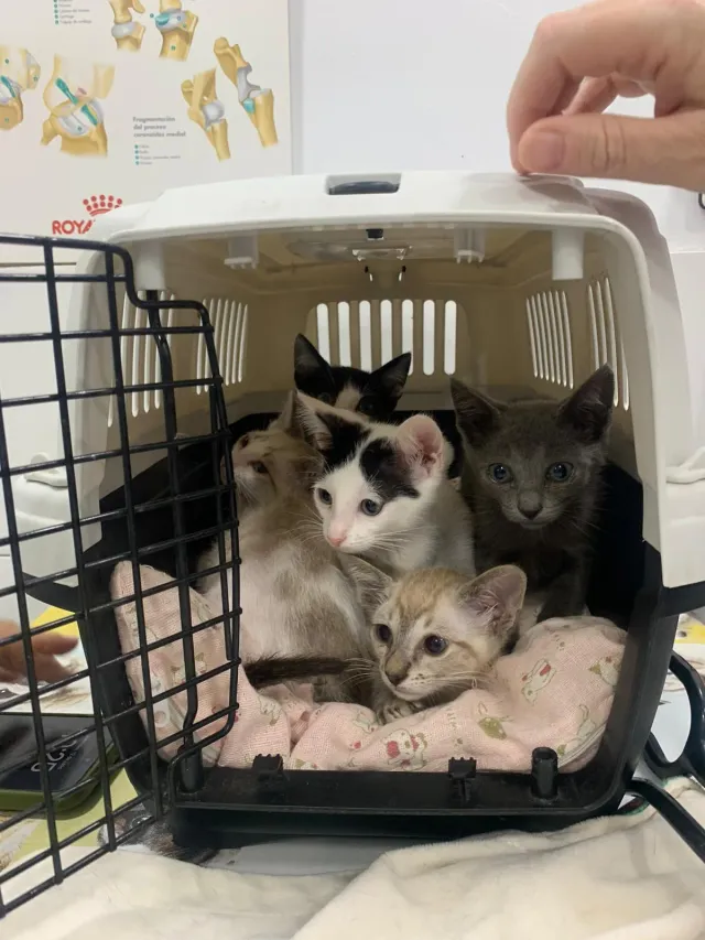 A litter of kittens peeking out of a carrier door at Badavet