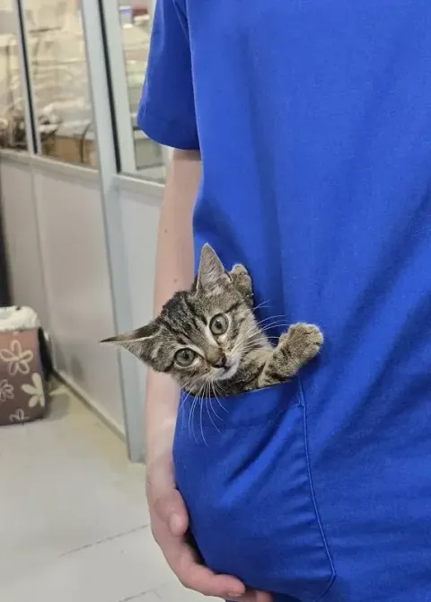 A Badavet team member with a kitten peeking out of her uniform pocket