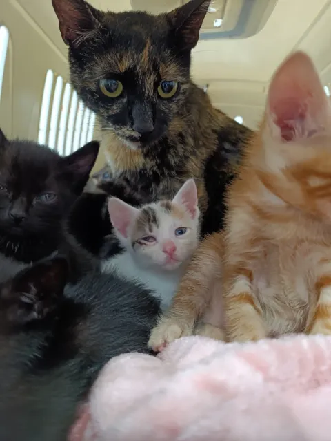 A mother cat with her litter of kittens inside a carrier at Badavet
