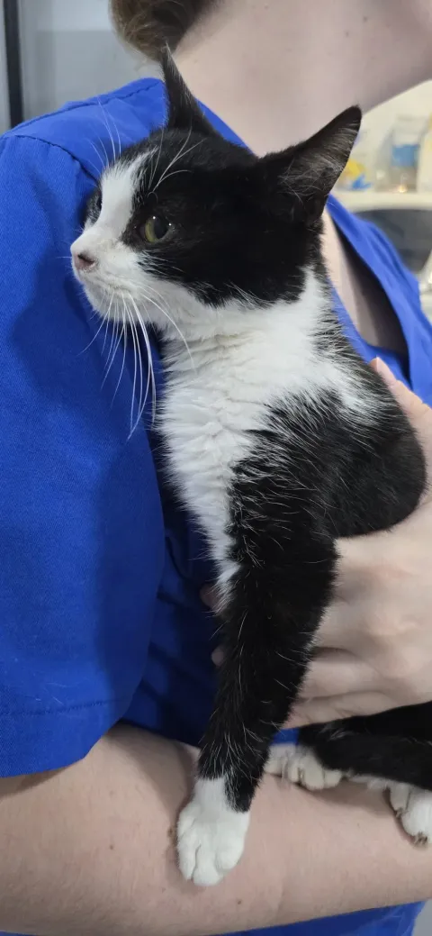 A kitten held by a Badavet team member