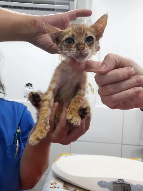 A kitten during a weight check at Badavet