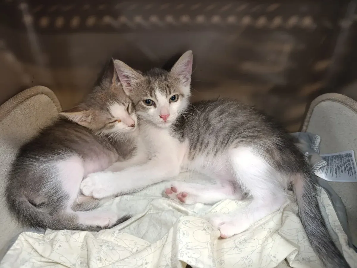 Two kittens cuddled up resting on a blanket at Badavet