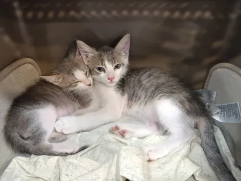 Two kittens cuddled up resting on a blanket at Badavet