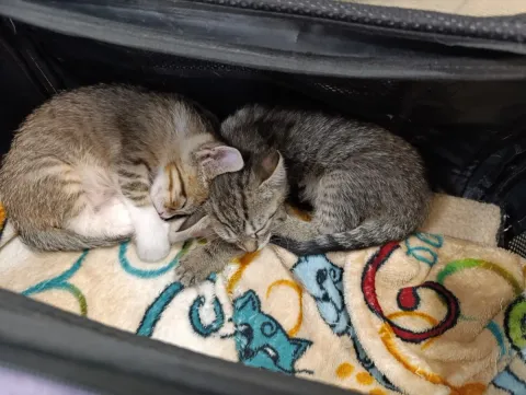 Two kittens curled up together on a blanket at Badavet