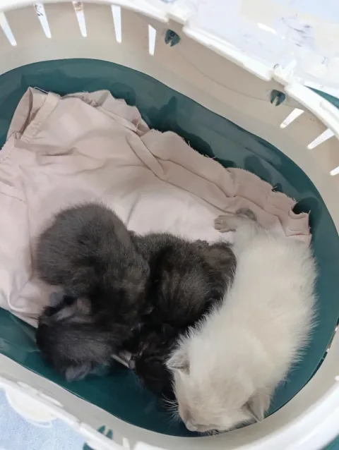 Three kittens asleep inside a carrier at Badavet