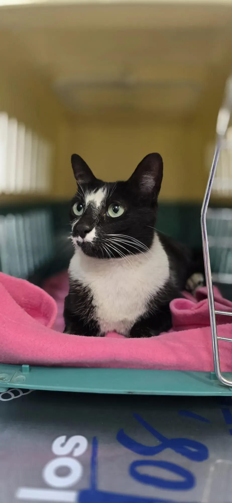 Un gato tranquilo dentro de su transportín, sobre una manta, en Badavet