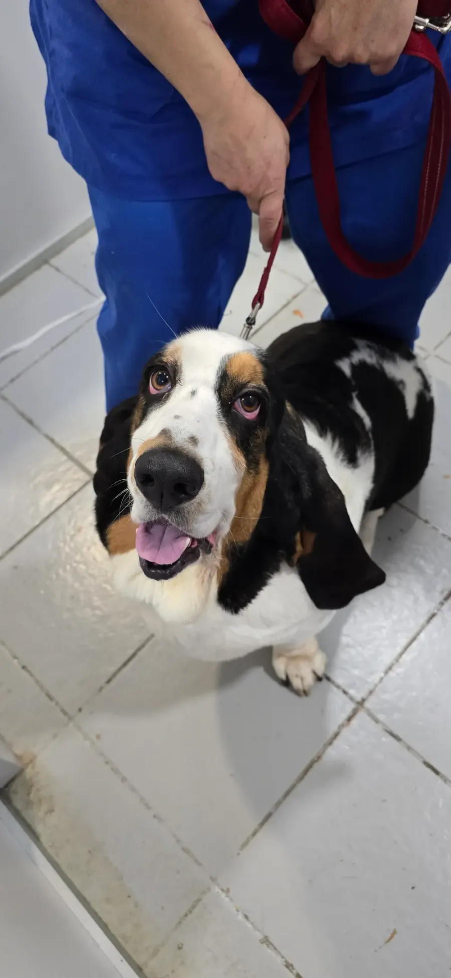 Un gos basset hound amb una integrant de l’equip de Badavet