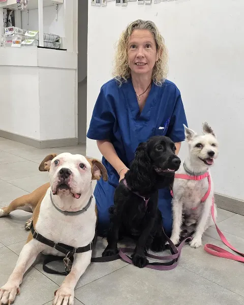 Lorena Genís, ATV de Badavet, amb tres gossos a la clínica