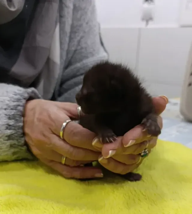 Un gatet acabat de néixer sostingut amb les dues mans sobre una tovallola a Badavet