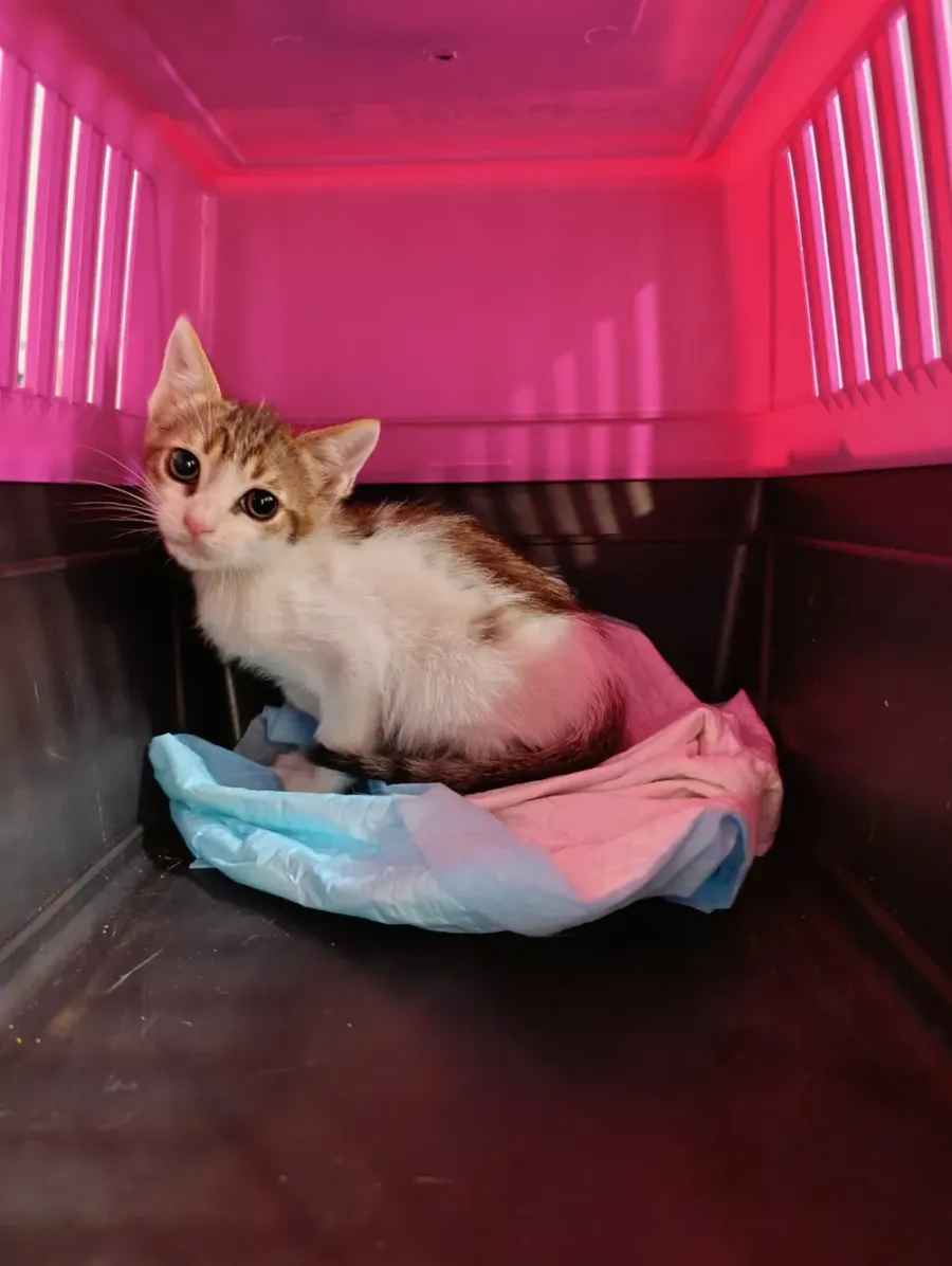 An alert kitten inside a carrier with an absorbent pad at Badavet