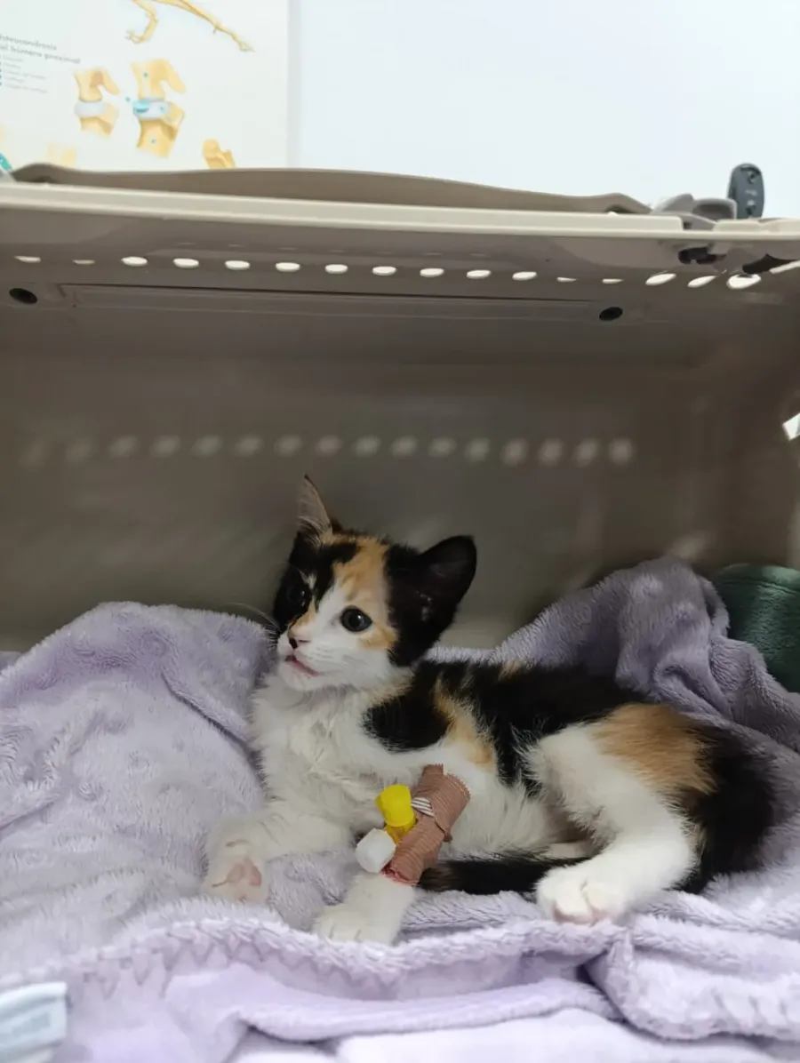 A kitten resting on a blanket in the hospitalisation area, with a bandaged catheter on one leg