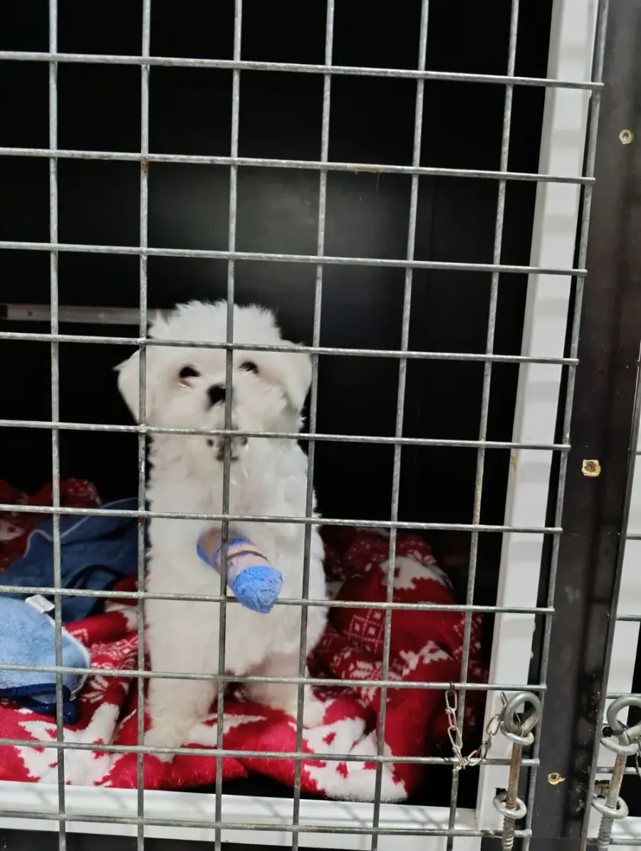 A small white dog with a bandaged leg, resting on blankets in the hospitalisation area