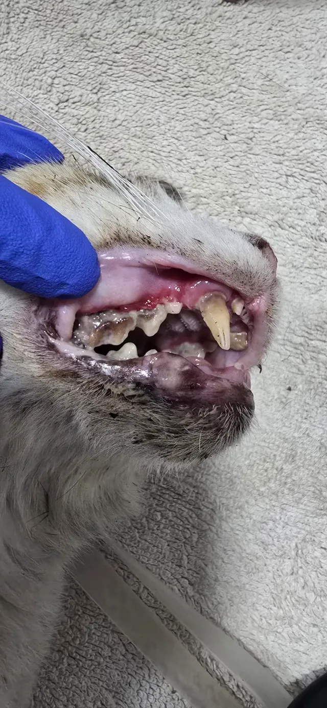 A cat’s mouth being examined during a dental check at Badavet