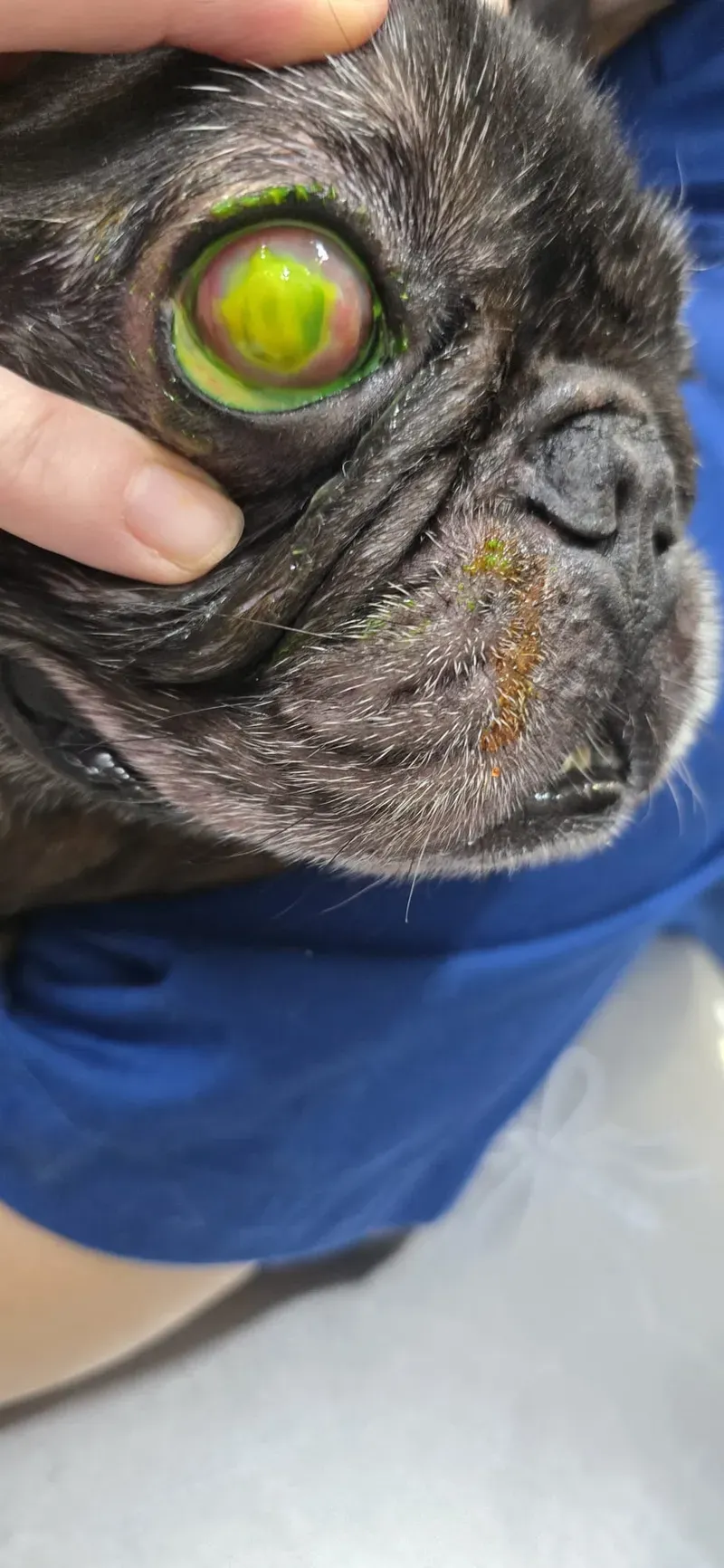Eye examination in the consulting room: a dog’s eye after fluorescein staining