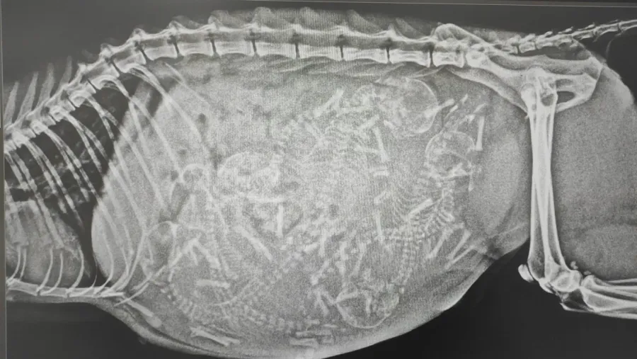 A digital radiograph taken at Badavet, shown on the equipment screen