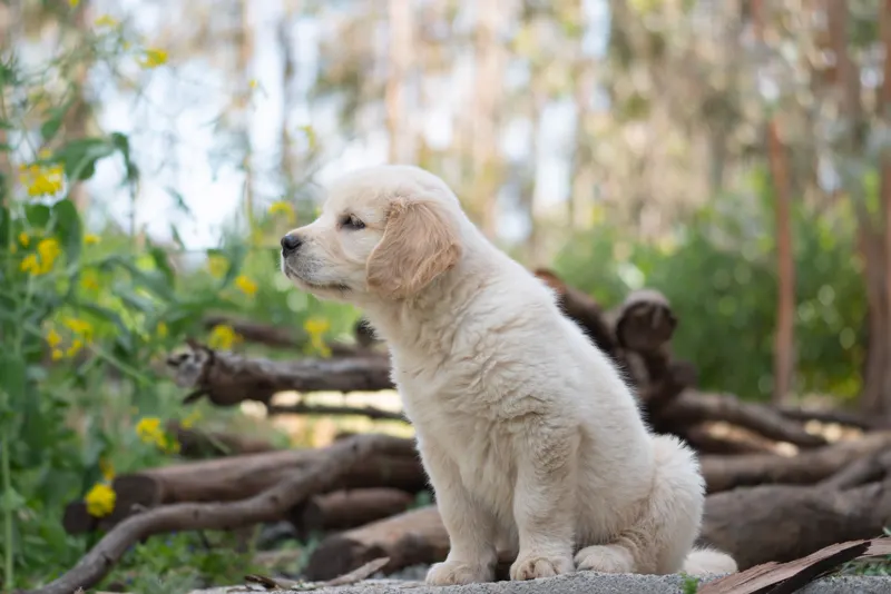 Fotografía de stock: un cachorro de golden retriever sentado al aire libre.