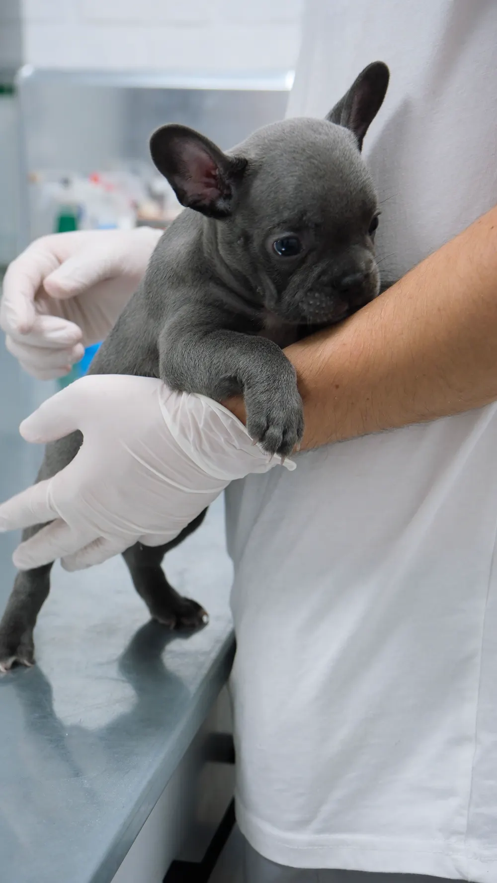 Fotografía de stock: un cachorro de bulldog francés sostenido con cuidado por manos con guantes durante una revisión.