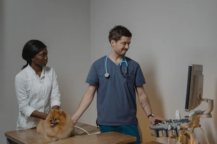 Fotografía de stock: un veterinario realiza una ecografía a un perro pomerania, con una auxiliar sujetándolo.