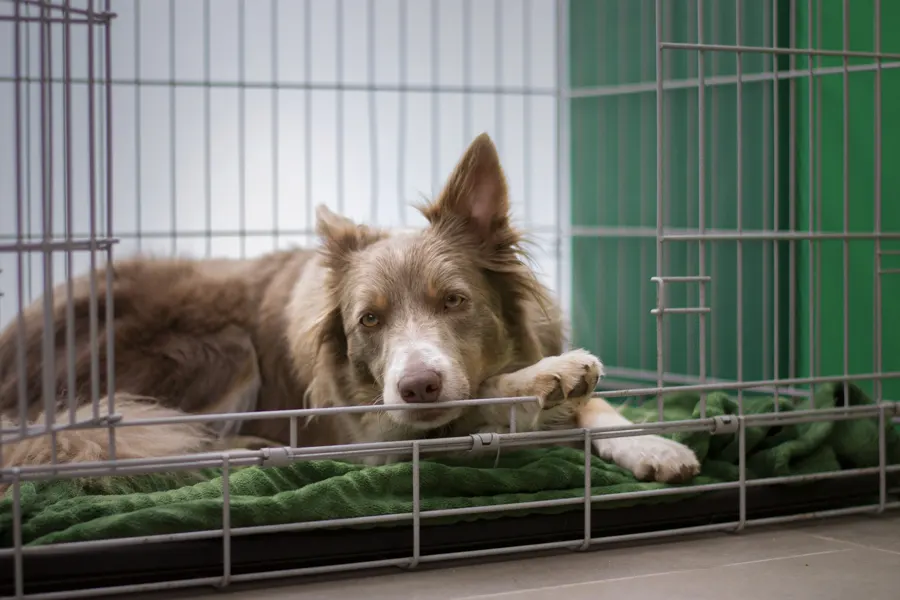 Fotografía de stock: un border collie descansa tranquilo en una jaula clínica con manta.