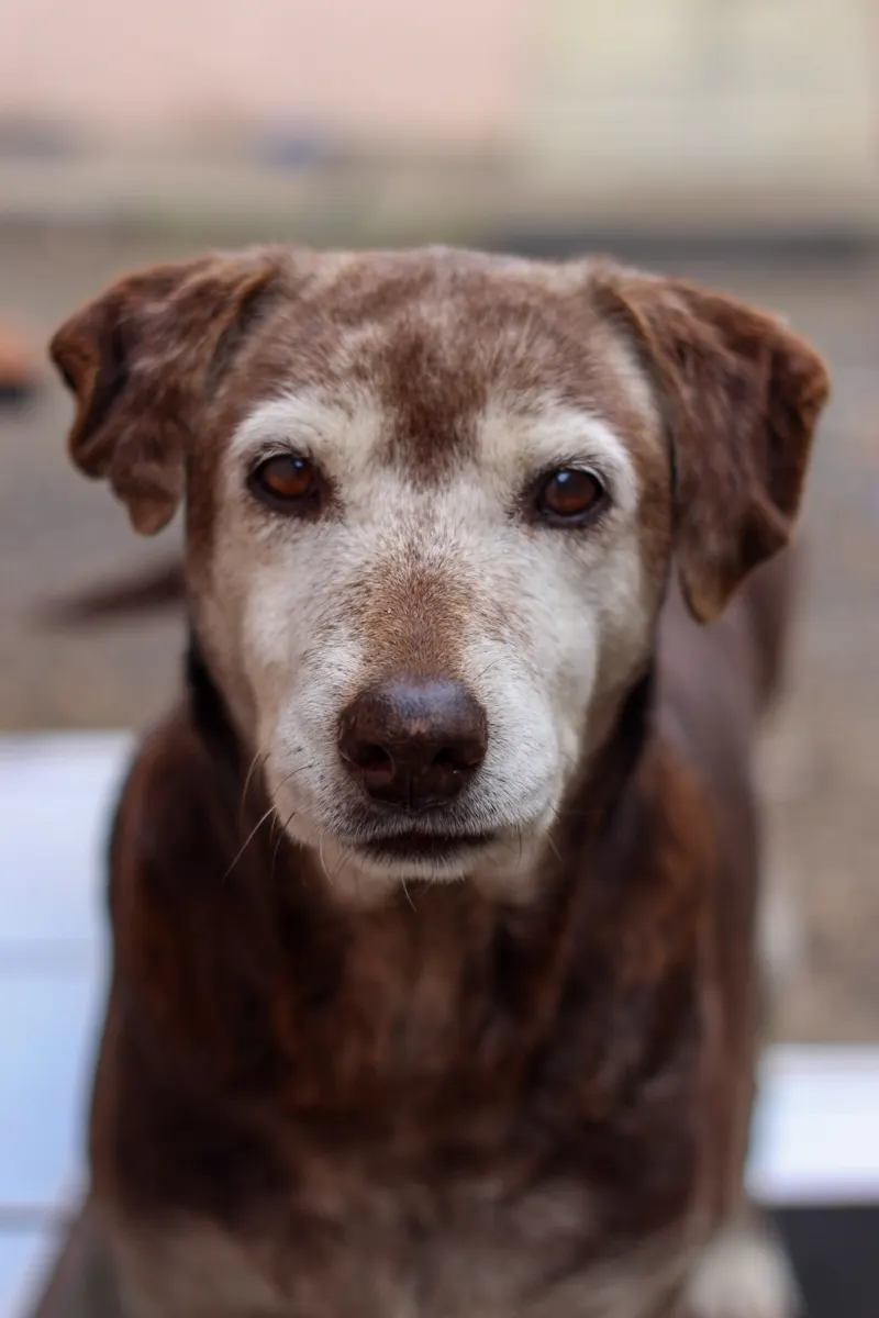 Fotografía de stock: retrato de un perro labrador de edad avanzada, con el hocico canoso.