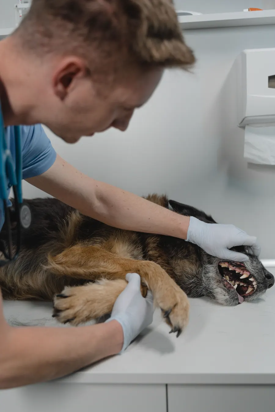 Fotografía de stock: un veterinario revisa la dentadura de un pastor alemán con guantes.
