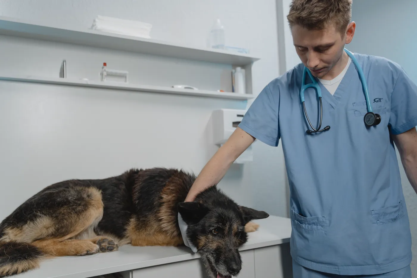 Fotografía de stock: un veterinario examina con calma a un pastor alemán sobre una camilla de consulta.