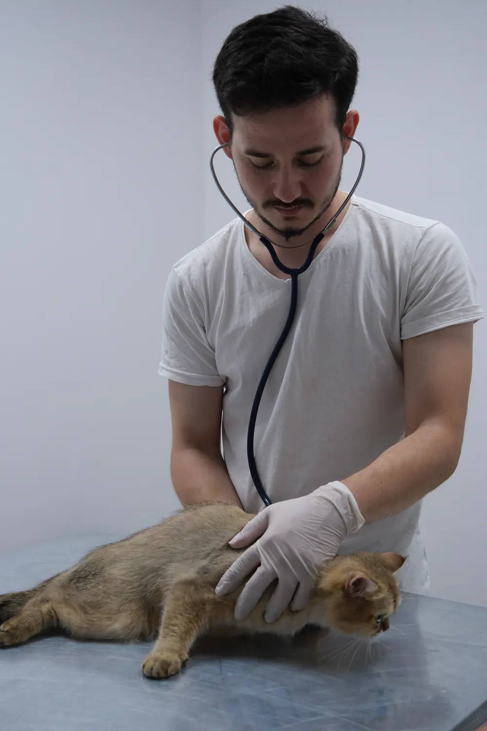 Fotografía de stock: un veterinario ausculta a un gato con un estetoscopio.